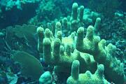 caraibas05.jpg