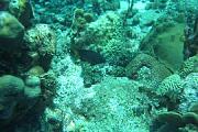caraibas06.jpg